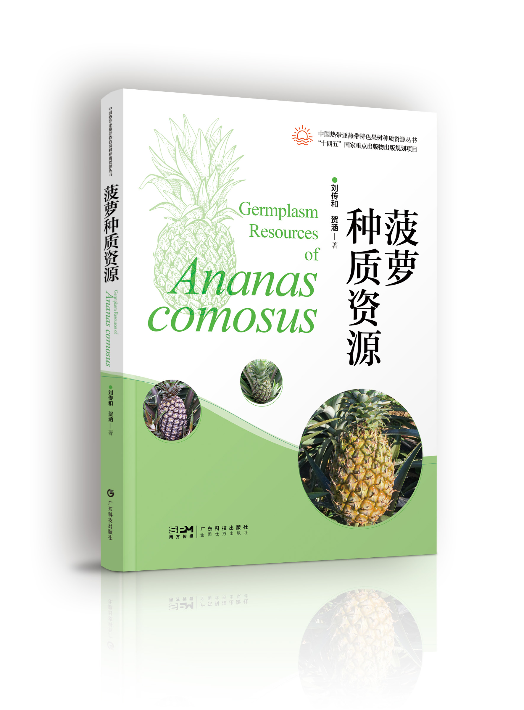 菠萝种质资源